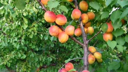 Cais Sulmona, pomul fructifer rezistent la frig! Iată de ce este alegerea potrivită pentru grădina ta!