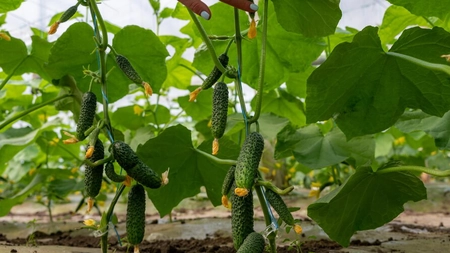 Când se seamănă castraveții de toamnă? Iată câteva sfaturi pentru o recoltă bogată