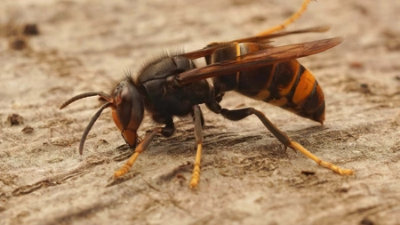 Capcană pentru viespi – Iată câteva metode eficiente pentru a le îndepărta