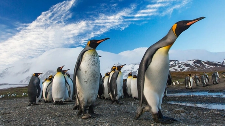 Cât trăiește un pinguin? Iată durata de viață incredibilă pe care o poate avea și factorii care o influențează