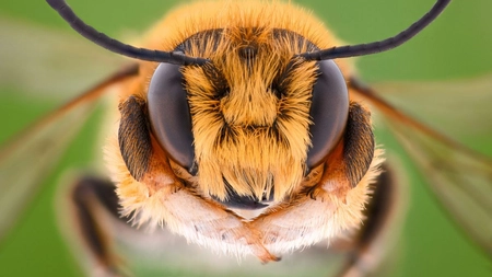 Câți ochi are o albină? Iată ce anatomie fascinantă are și cum funcționează