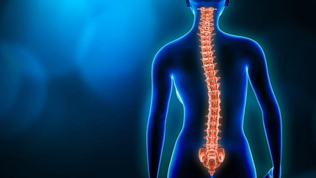 Coloana vertebrală și nervii – Iată ce structură, funcții și legătură incredibilă au