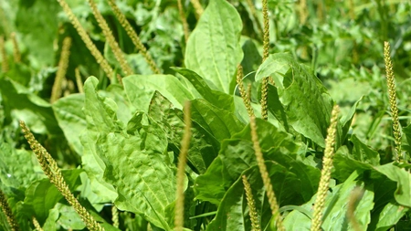 Compresele cu frunze de pătlagină – Iată un remediu natural pentru piele și inflamații