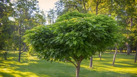 Copacul pe care trebuie să îl ai în grădină! Alungă toți țânțarii și insectele dăunătoare