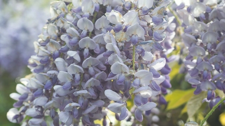 Glicina, planta elegantă cu miros extraordinar. Ghid complet de plantare și îngrijire