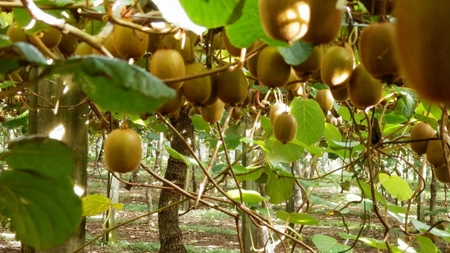 Te-ai întrebat vreodată din ce plantă rodește kiwi? Iată tot ce trebuie să știi!