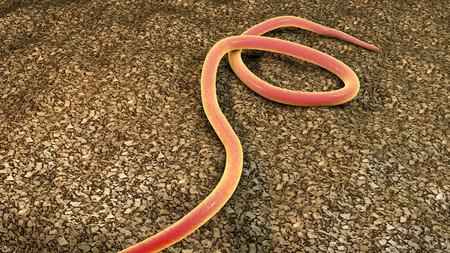 Ce sunt nematodele? Iată care sunt semnele atacului asupra agriculturii!