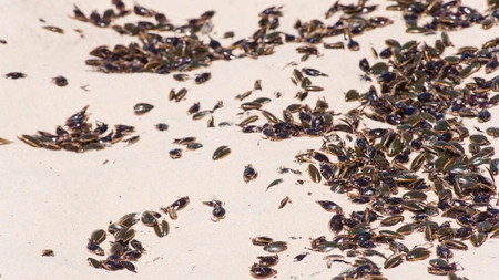 Ouăle de gândaci de bucătărie – Iată cum poți să scapi de ele eficient și definitiv