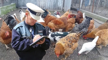 Câte păsări ai voie să creşti la curte. Distanța la care trebuie ţinute față de vecini