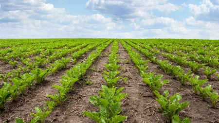 Au început plățile pentru Sprijinul Cuplat 2024! Peste 60 de milioane de euro vor intra în conturile acestor români