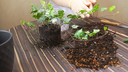 Românii nu mai au voie să cumpere această plantă ornamentală! Legea se aplică din 5 august 2025