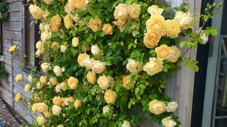 Trandafiri curgători – Iată de ce sunt alegerea ideală pentru un decor floral de poveste!