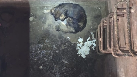 Intervenție pentru salvarea unui câine căzut într-un bazin în municipiul Pașcani