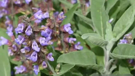 Body Line - Cum poate salvia ajuta la curățarea colonului și eliminarea toxinelor
