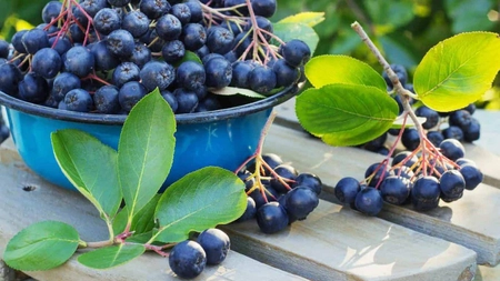 Aronia sau porumbele? Iată ce opțiune este mai bună pentru sănătatea ta și ce contraindicații există