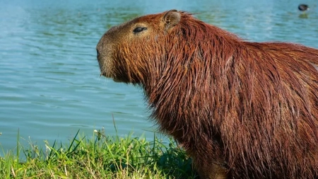 Cât trăiește o capibara? Iată cum arată cel mai mare rozător din lume!