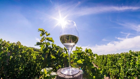 Care sunt cele mai bune soiuri de struguri pentru vin? Iată tot ce trebuie să știi