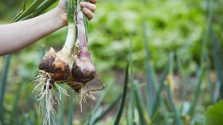 Ce erbicid natural trebuie să folosești în cultura de ceapă și usturoi. Iată ce soluții naturale există!
