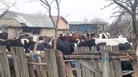 Oamenii dintr-un sat din Iași, terorizați de o cireadă de vaci. Chiar și primarul comunei a fost victima bovinelor: „O vacă s-a urcat pe capota mașinii. Urlă ca nebunele”