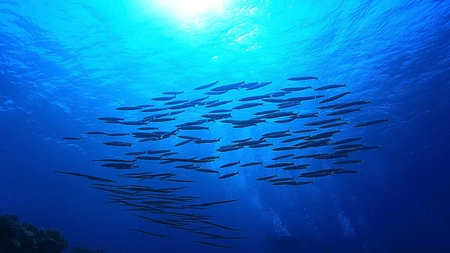 Peștii din Marea Neagră – Iată care sunt cele mai cunoscute specii și câteva curiozități fascinante despre ecosistemul său unic