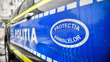 Tânăr din Pașcani, arestat preventiv după ce a ucis un cățel de două luni