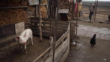 Lege pentru românii care au animale în curte! S-a pus limită! Se dau amenzi de 6.000 de lei!