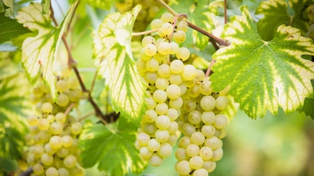 Care sunt soiurile apreciate de struguri pentru vin alb? Iată ce să alegi pentru un gust rafinat