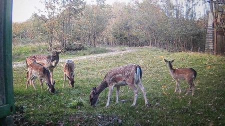 Imagini de o frumusețe rară, surprinse în pădurea Sinești. În zonă trăiesc animale care nu se regăsesc în alte locații împădurite din județ