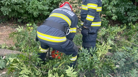 Un copac căzut în rond Ciric. Pompierii intervin