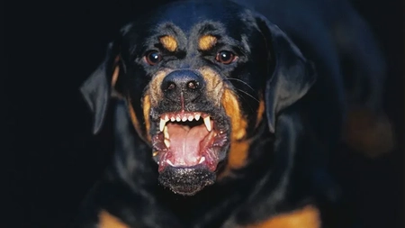 A scos cuțitul și a dezlănțuit câinii asupra poliției! Polițiștii au fost nevoiți să tragă