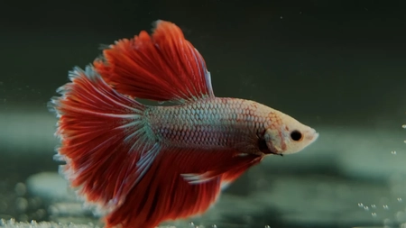 Cât trăiește un pește Betta? De ce este un animal de companie ideal pentru cei mici?