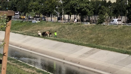 Un bărbat din Iași și-a dus cireada de vaci să pască în centrul orașului! Trecătorii au început să strige la animale
