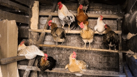 Câte găini poți crește legal în curtea ta. Limite și reguli pentru cotețe