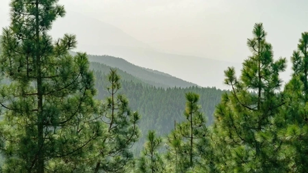 După două decenii, se redeschide dosarul retrocedării celor 43.227 de hectare de pădure