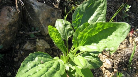 Dacă observi această plantă, stai pe o comoară ascunsă