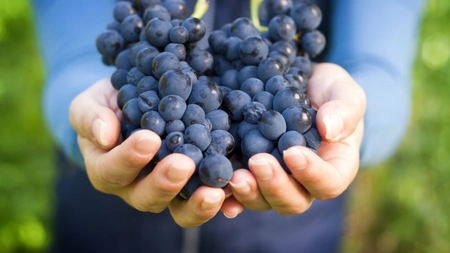 Ce beneficii au strugurii negrii? Iată de ce merită consumați