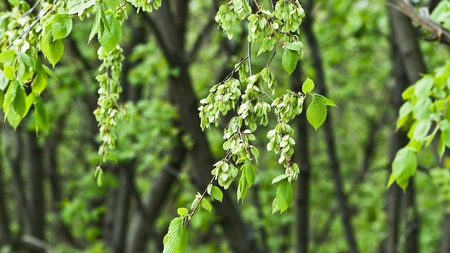 Ce contraindicații are ulmul alunecos? Iată ce trebuie să știi înainte de utilizare