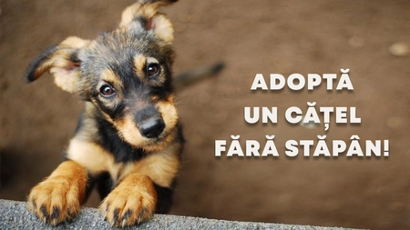 Adăposturile de câini. Un loc dedicat patrupezilor fără stăpân