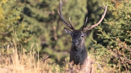 Cerbul carpatin, simbolul sălbăticiei naturii. Regele pădurilor montane, simbolul înțelepciunii