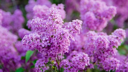 Florile de liliac. Cum te poate ajuta o floare de liliac în tratarea unor afecțiuni?