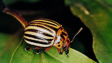 Gândacul de Colorado. Cum reușim să scăpăm de această insectă și ce soluții putem să folosim