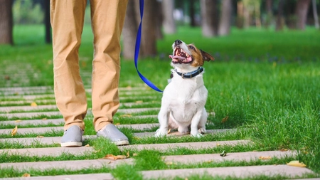 Gestul pe care nu ai voie să îl faci dacă ai câine! Riști o amendă de 2.000 de lei! 