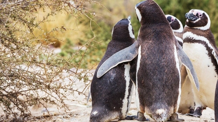 Informații fascinante despre pinguini – Iată câteva curiozități despre aceste păsări speciale