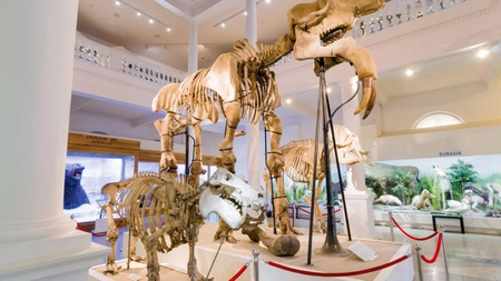 Muzeul Național de Istorie Naturală „Grigore Antipa”. Colecții extinse de științe naturale