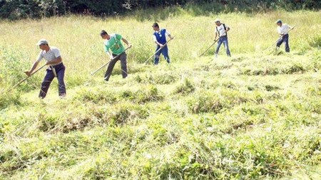 Spania angajează 80 de culegători de salată verde, broccoli și conopidă. Ce salarii pot să primească ieșenii care vor să muncească în această țară?