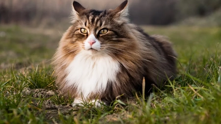 Pisica Norvegiană de Pădure, o rasă frumoasă, blândă și inteligentă. Un animal perfect pentru viața de familie și pentru oricine iubește animalele
