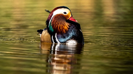 Rața mandarin, un simbol al dragostei. Pasărea care inspiră loialitate și armonie