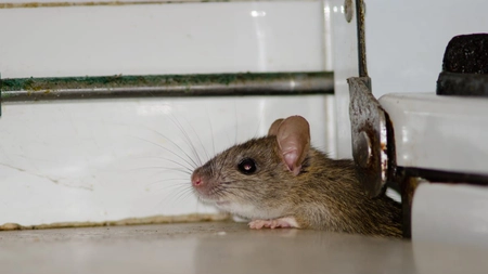 Deratizare șoareci - cum te ajută serviciile profesionale să scapi definitiv de rozătoare