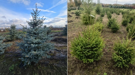 Direcția Silvică Iași scoate la vânzare sute de brazi pentru Crăciun. Prețurile sunt cuprinse între 25 și 305 lei