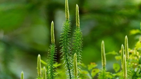 Ce contraindicații are ceaiul de pedicuță? Iată care sunt posibilele efecte secundare și cum trebuie consumat